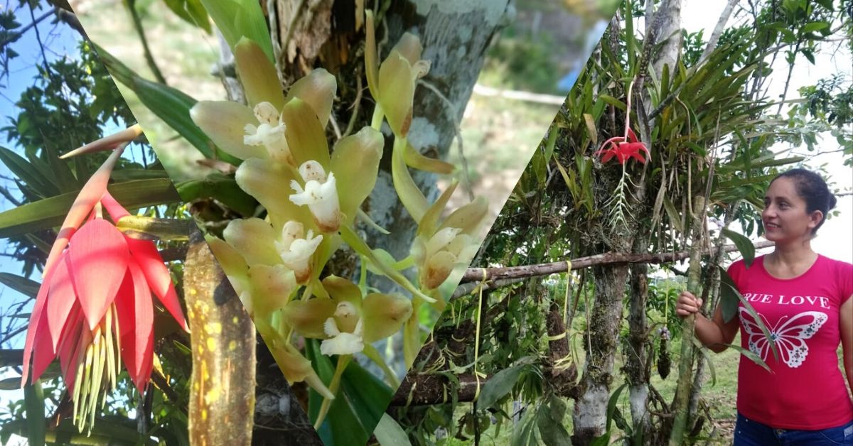 orquideario-peru-yanachaga-chemilln-iscozacin.jpg